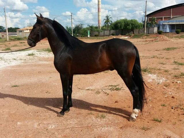 Garanhão mangalarga marchador