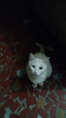 Gato Branco com Heterocromia (Leia a Descrição)