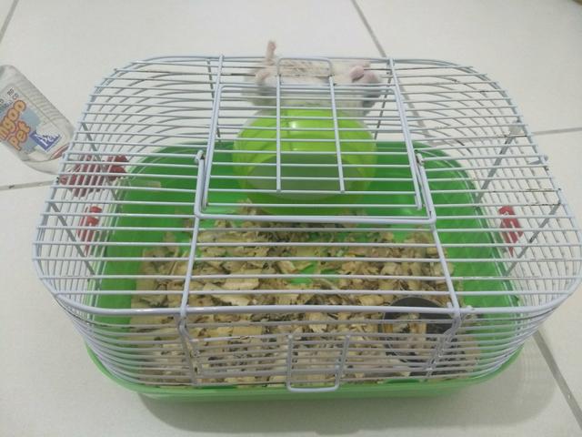 Hamster Anão Russo Pérola