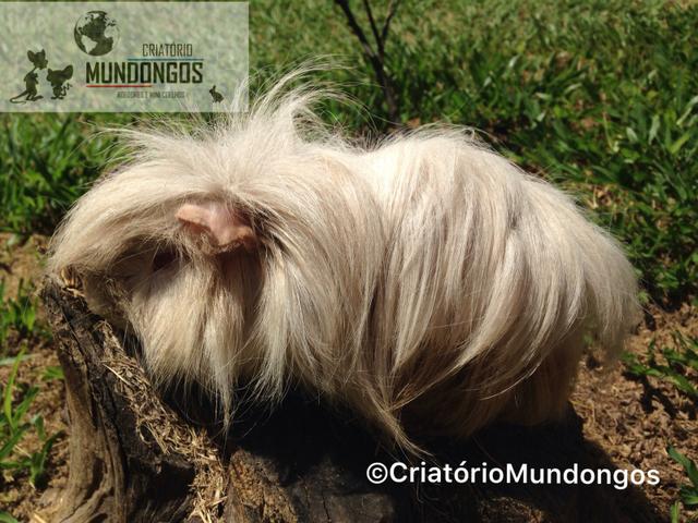 Porquinho da Índia Peruano