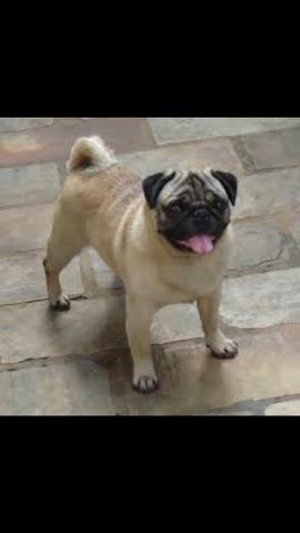 Pug fêmea