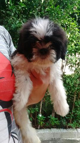 Shihtzu Macho