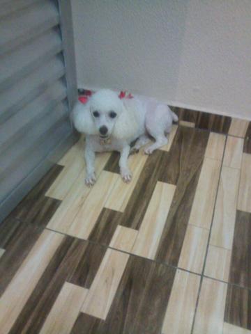 Vendo uma linda fêmea toy de pudor