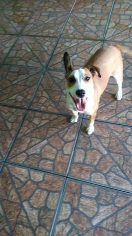 Cachorrinha doação