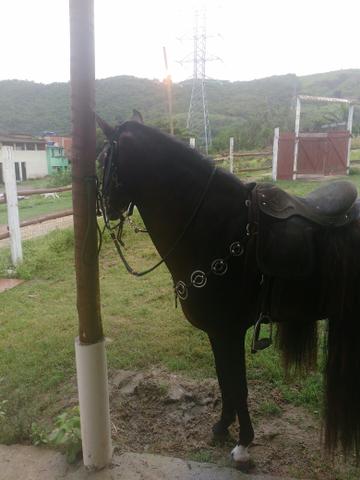 Cavalo