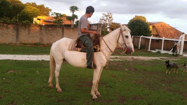 Cavalo marchador marcha batida ! ! !
