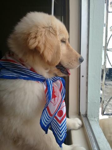 Linda Golden Retriever