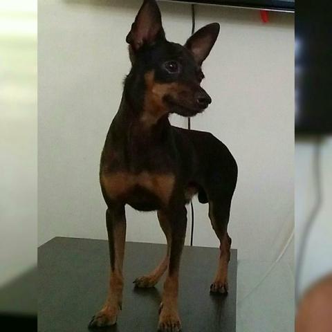 Pinscher Macho