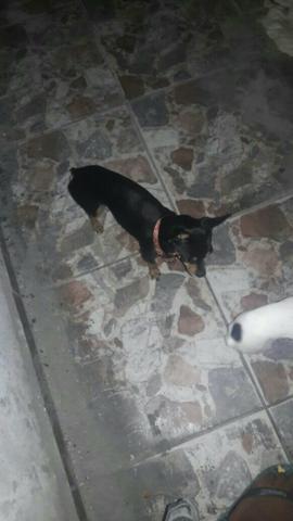 Pinscher tri-color fêmea