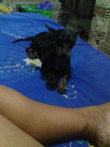 Procura-se um cachorro pinscher marrom