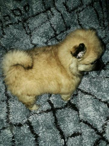 Spitz lulu da pomerania