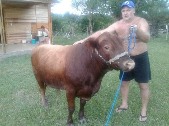 Touro Red Angus