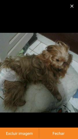 Urgente alguém pode ajudar essa york