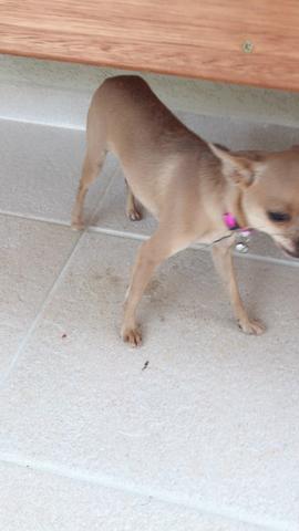 Vende Chiuaua com pedigree