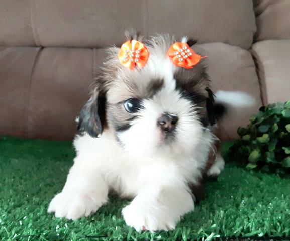 !!! promoção !!! shih tzu
