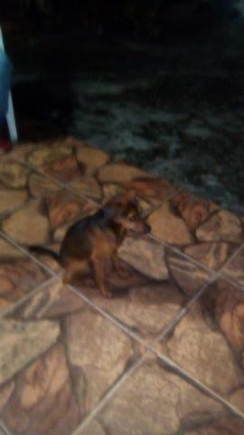 Boa noite e com muita tristeza que estou doado esse Pinscher 2