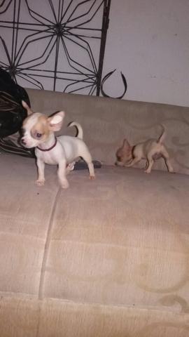 Chihuahua gêmeos 3 vezes