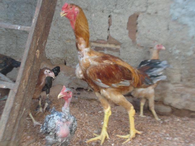 Frango Indio gigante c/97cm