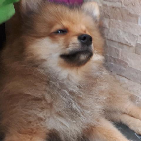 Spitz alemão Lulu da pomerania