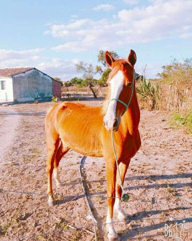 Égua mangalarga com quarto de minha