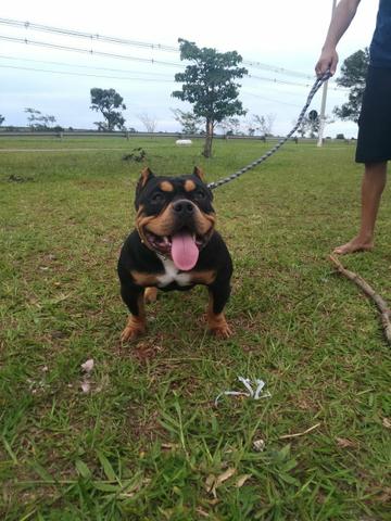 American Bully disponivel pra cobertura