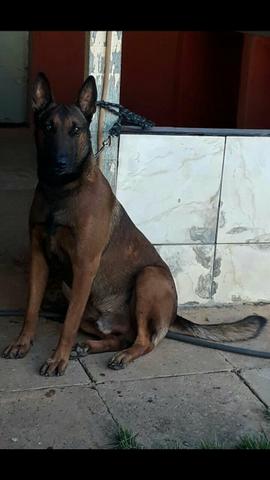 Casal Pastor Belga Malinois (preço de ocasião)