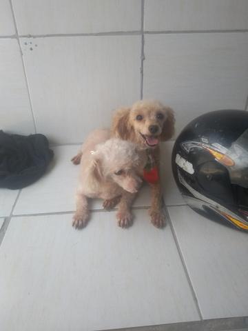 Casal de poodle