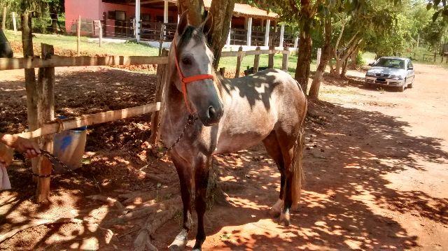 Cavalo Mangalarga - Marcha Picada