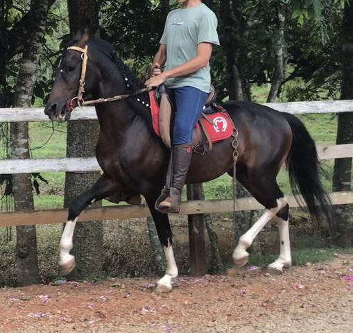 Garanhão mangalarga marchador registrado venda ou troca