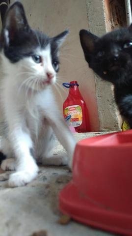 Gatinhos para adoção