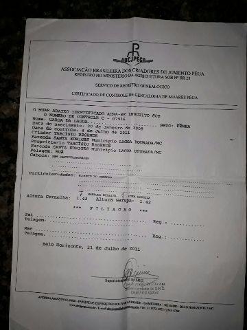 Mula Registrada de patrão