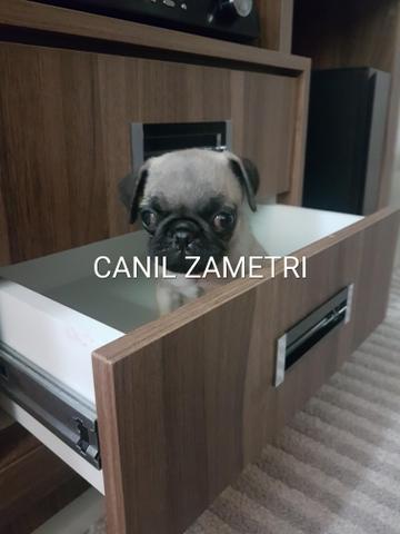 Pug minúsculo