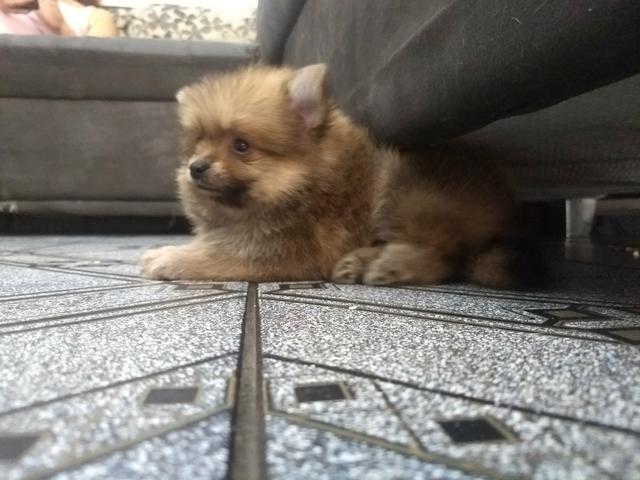 Quer fofura? Lulu anão (Pomerânia)