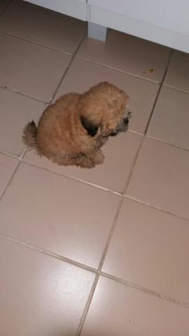 Shih tzu com lhasa apso