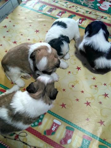 Shitzu 02 machos,01 fêmea