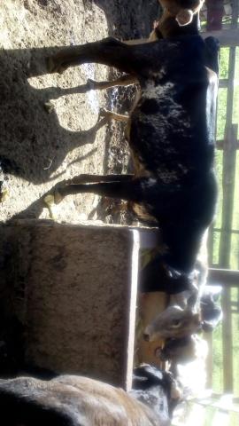 Vendo 8 bezerras filhas de vacas leiteiras boa genética