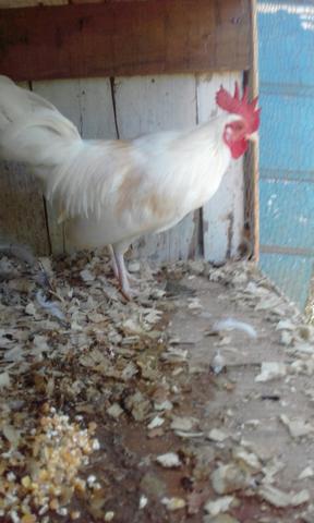 Vendo dois casais de galize