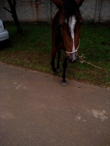 Vendo potranca manga larga