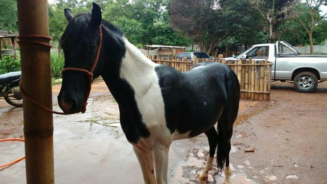 Vendo potro margalarga puro de marcha picada
