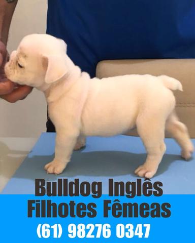 Bulldog Inglês Fêmeas