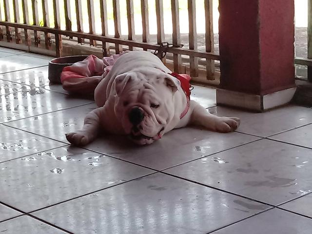 Bulldog ingles