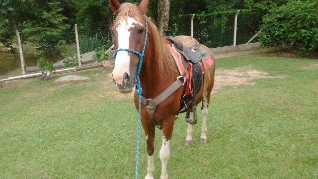 Cavalo mangalarga Paulista