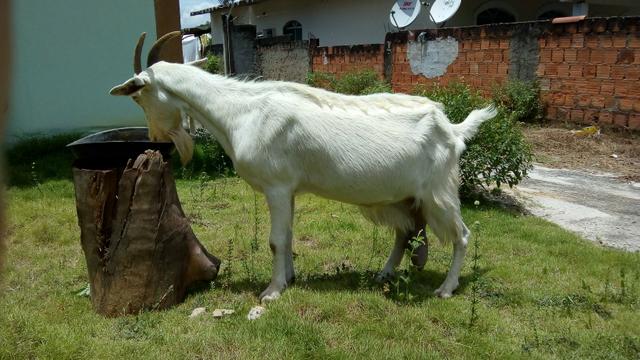 Criação de cabras (pequeno lote)