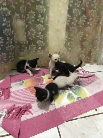 Gatinhos para adoção