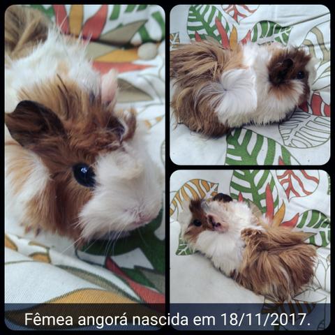 Porquinho da india Angorá