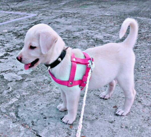 Vende-se essa bb linda. Leia o anuncio