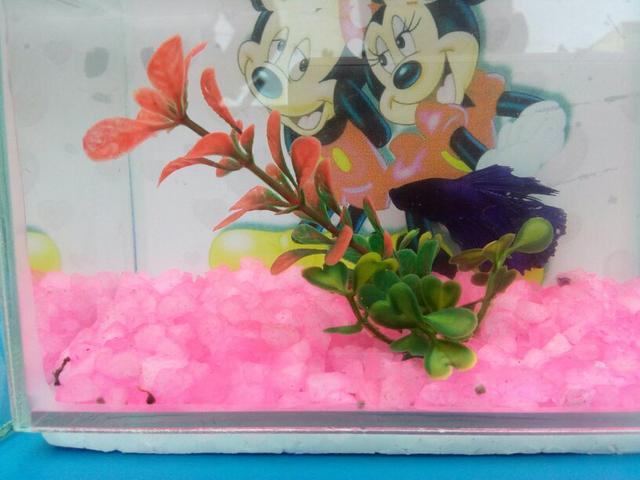 Vendo esse peixe Betta motivo viagem