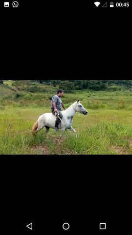 Égua pura de marcha, picada