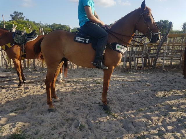 Cavalo De Esteira