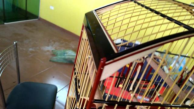 Gaiola de trinca ferro